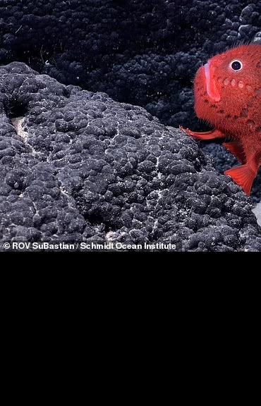 Ученые обнаружили сотни ранее не встречавшихся глубоководных животных 