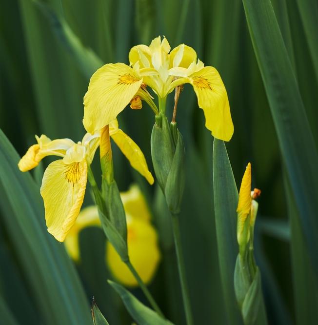 На зеленых территориях Москвы зацвели редкие растения 