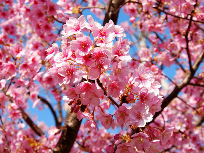 В «Аптекарском огороде» отметят экоконцертом сезон цветения сакуры