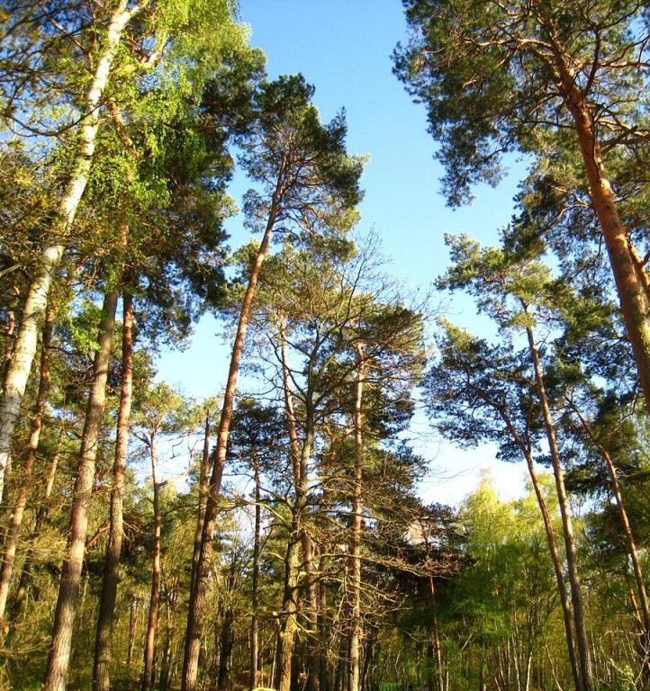 В Воронеже создадут карбоновый полигон на 3 тысячах га леса
