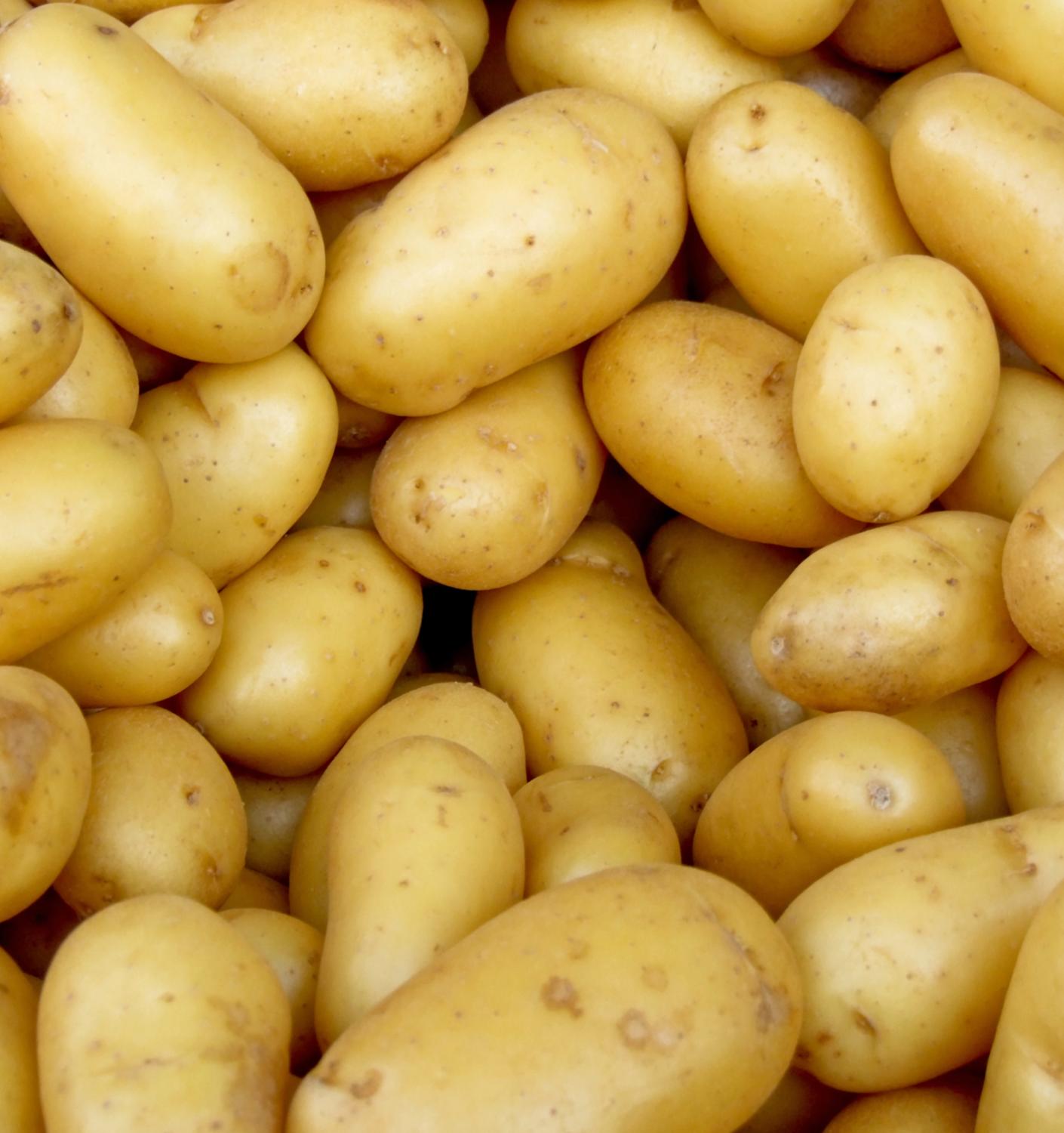 Томские ученые начали экологично прививать картофель