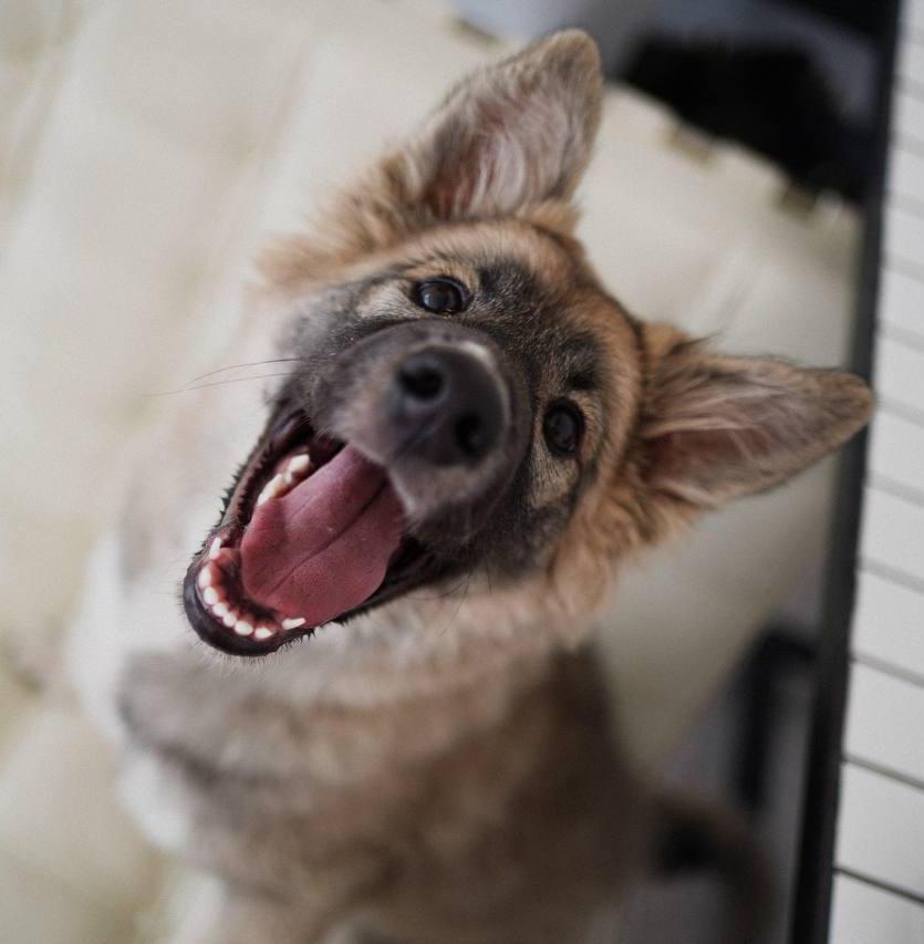 Опрос: сложности в пристройстве животных из приютов 