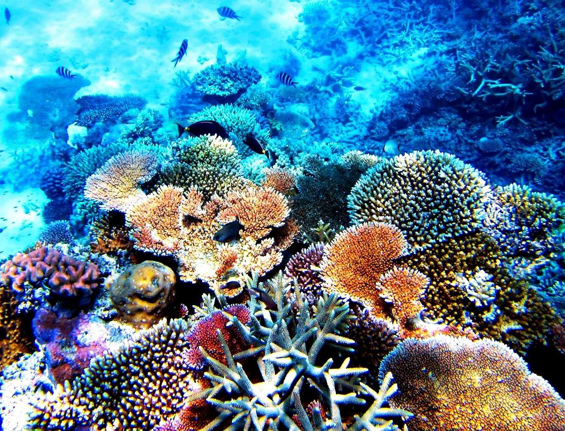 В Китае успешно восстанавливают коралловые рифы