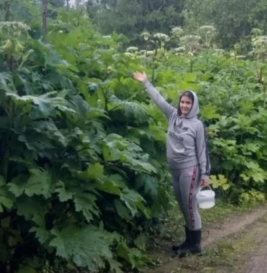 Свердловских дачников напугал борщевик-гигант