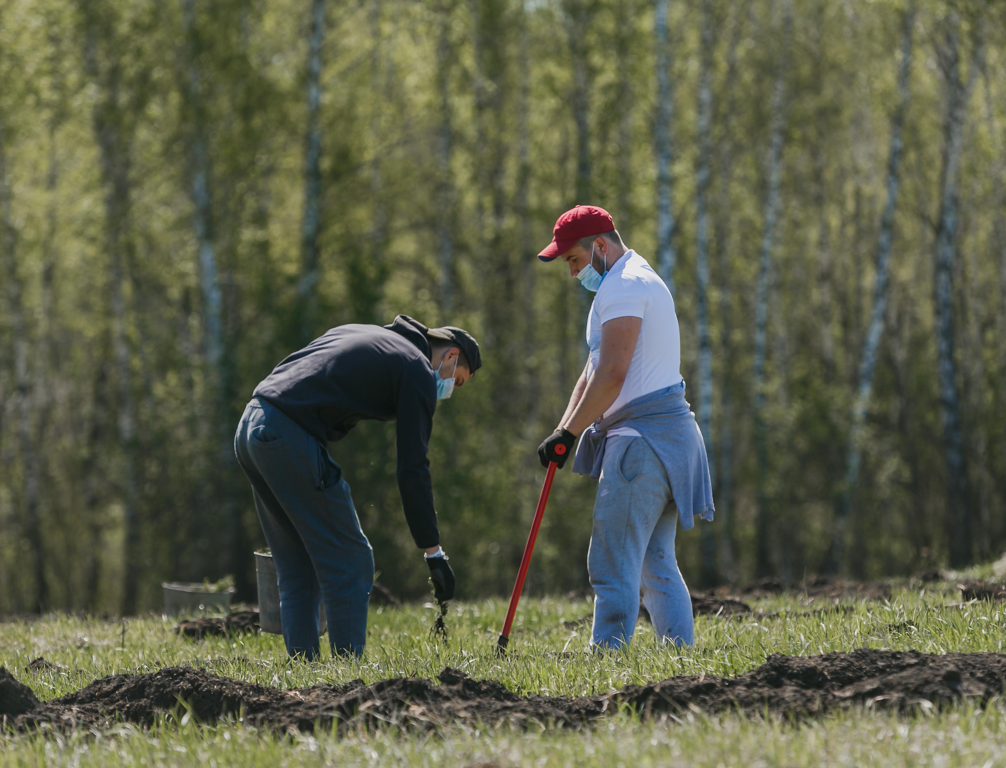 Планы весеннего сезона посадок деревьев волонтеры выполнили за одну неделю