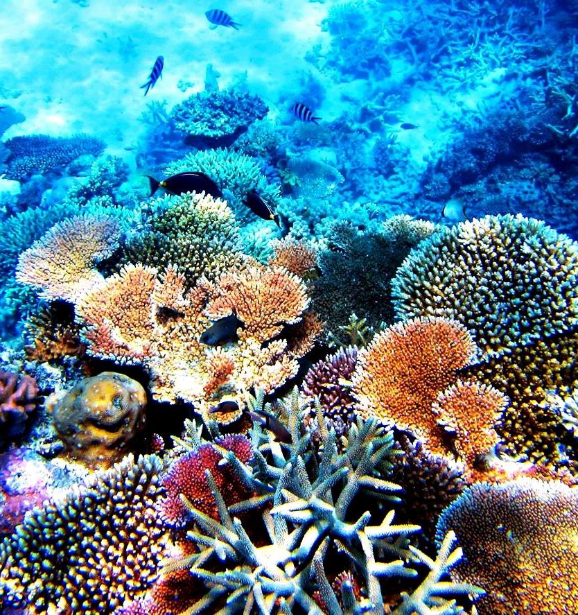 В Китае успешно восстанавливают коралловые рифы