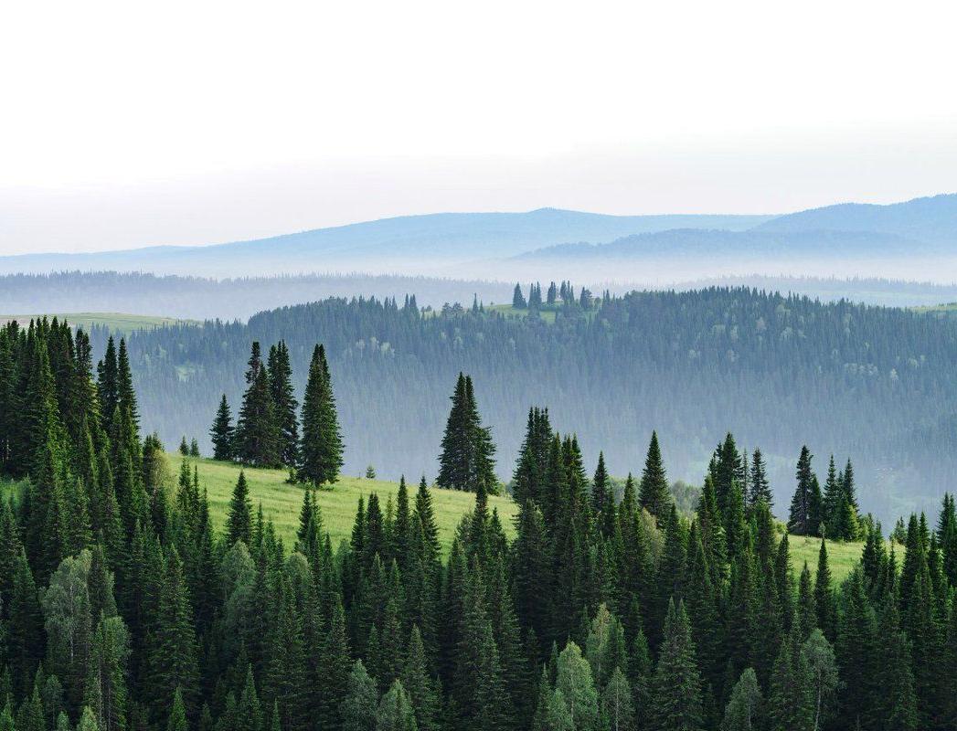  «Чистая Линия» и «Пятёрочка» помогут россиянам сохранять леса в режиме онлайн