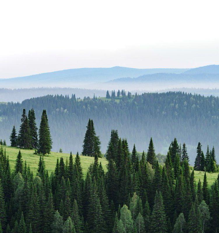  «Чистая Линия» и «Пятёрочка» помогут россиянам сохранять леса в режиме онлайн