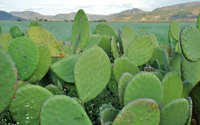 В Мексике научились производить биотопливо из кактусов