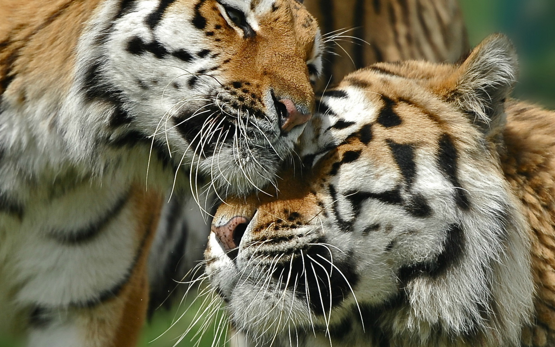 Впервые за 100 лет зафиксирован рост числа тигров на планете