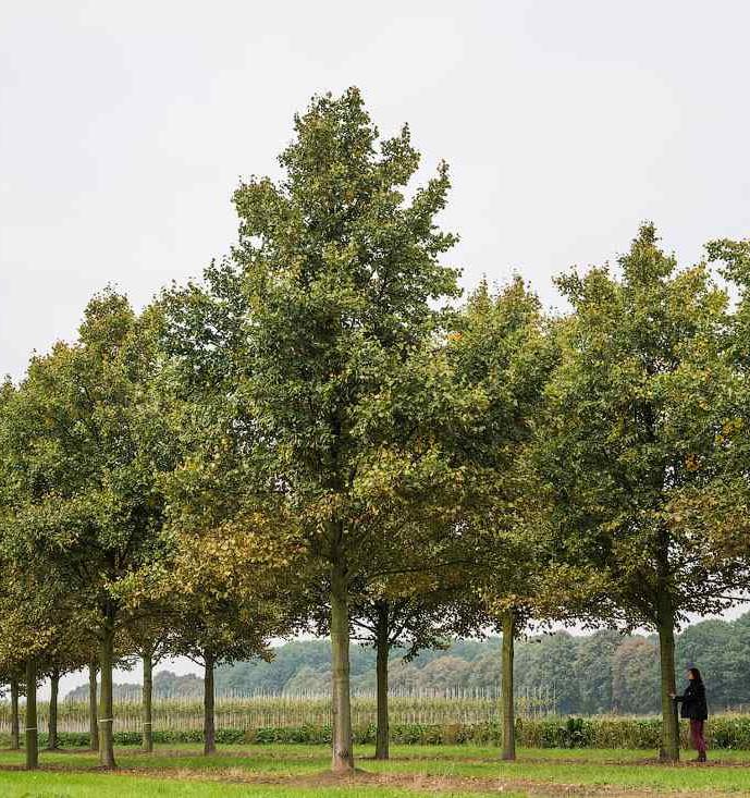 «ПосадиЛес» предлагает подарить любимым людям деревья