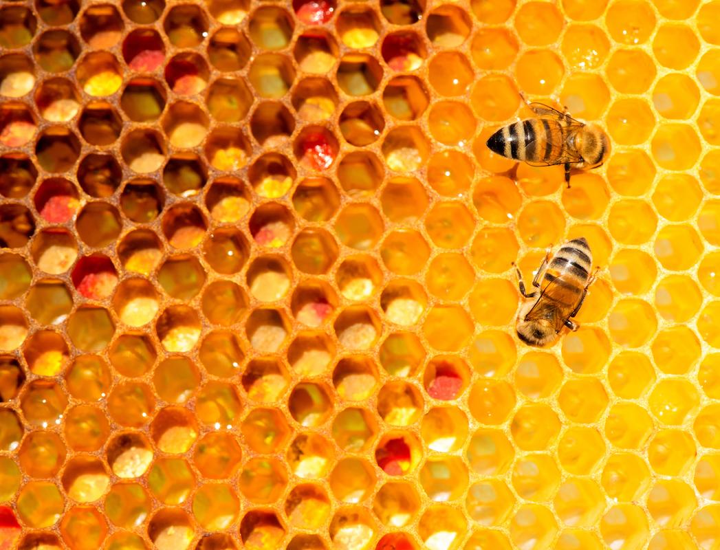 Как IT-проекты помогут спасти пчел 
